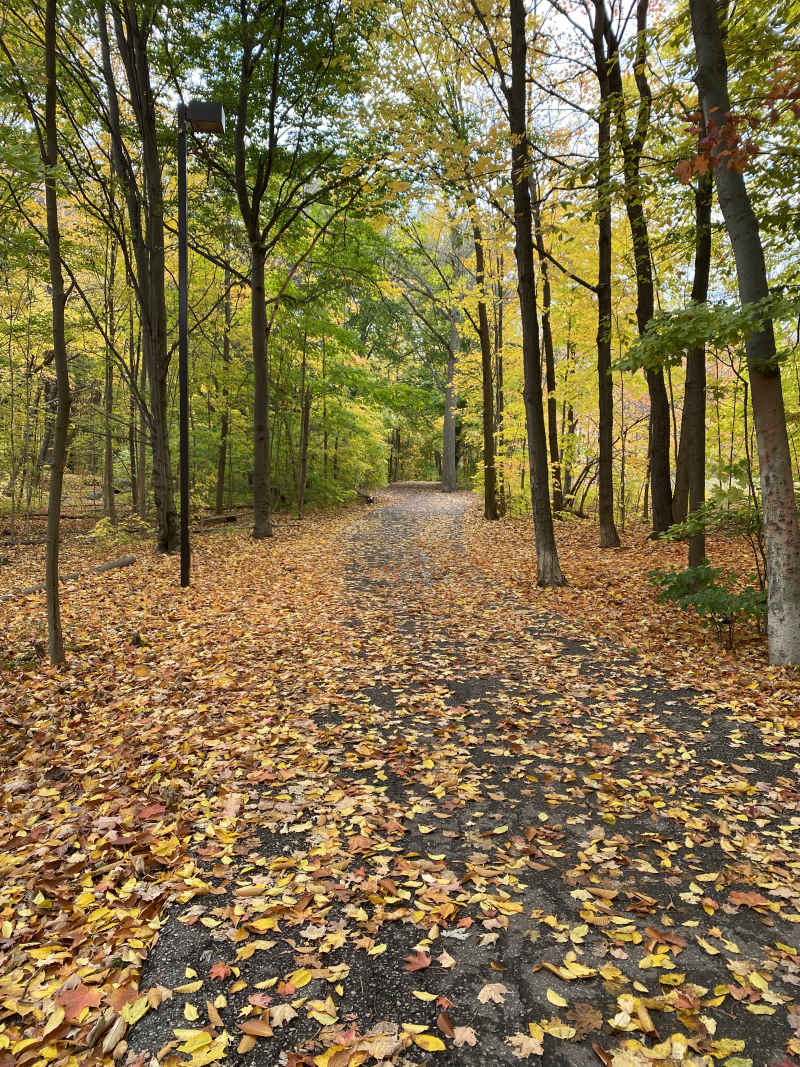 Forest fall
