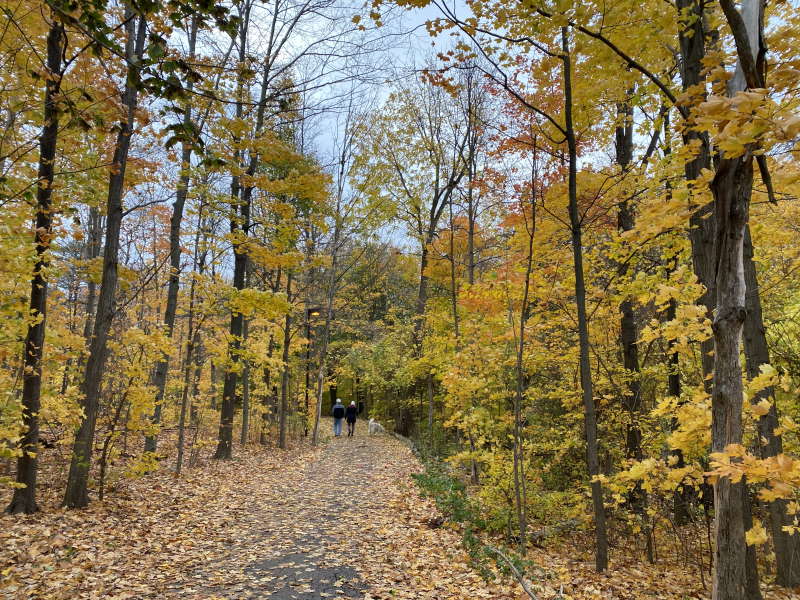 Leaves on the road